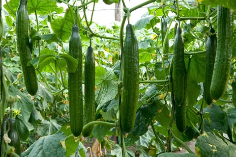 Cucumber Farming Business in India – A Complete Guide